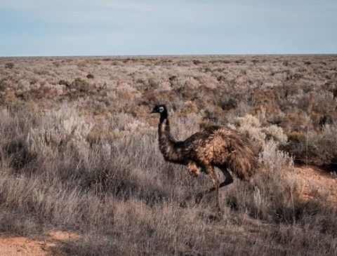 Emu