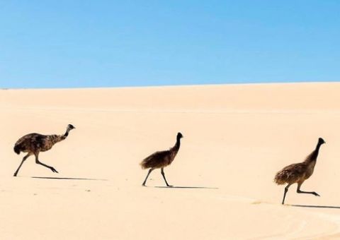 Lincoln National Park Emu