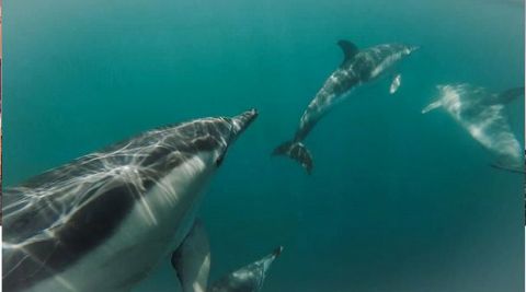 dolphins baird bay