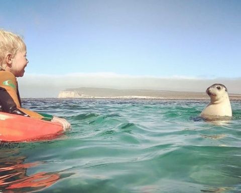 sea lions south australia