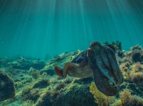 giant cuttlefish whyalla