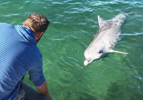 Whyalla dolphins