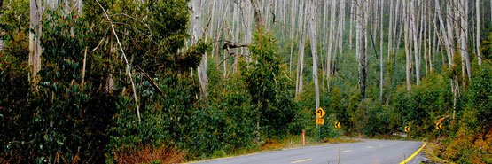 The Alpine Way and Coastal Drive