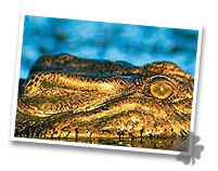 Crocodile at Northern Territory